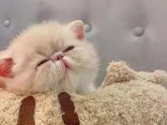 -客栈猫舍(中央北路店)