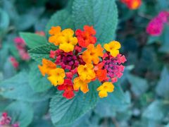 -墨尔本皇家植物园