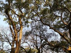 -普陀山慧济禅寺