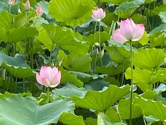 -荔湾湖公园
