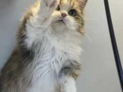 -十月米努特矮脚猫舍