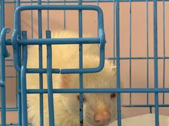 -浣熊柯尔鸭土拨鼠·电玩咖