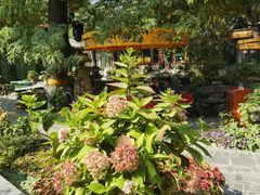 -白家大院·王府宫廷菜(苏州街店)