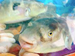 河豚鱼-肆月河豚·新淮扬(金融街店)