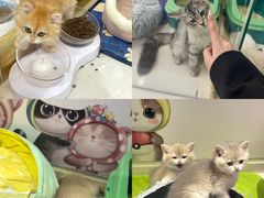 -糯米喵星人总部直营旗舰店·猫舍·幼猫出售