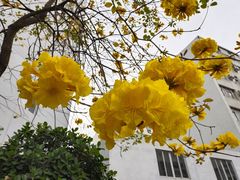-花园咖啡厅(厦门美丽华大酒店)