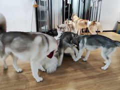 -Husky Go! 哈士奇体验馆·宠物咖啡厅狗咖