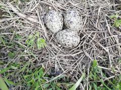 -合肥滨湖国家森林公园