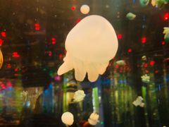 -石家庄海洋公园