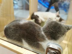 -屋虎猫馆(宝安大仟里店)