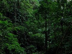 -西双版纳原始森林公园