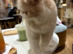 -滚猫咖啡·猫咖·猫友好撸猫(未来城店)