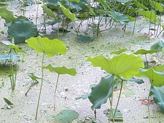 -莲湖公园