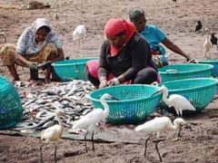 -尼甘布海鲜市场