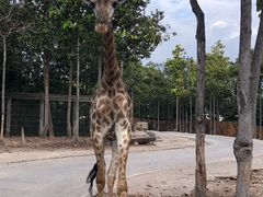 -清迈夜间动物园