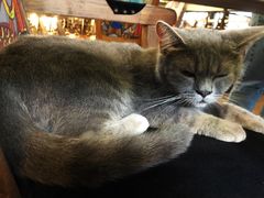 -more than meow吴止猫主题餐厅(承德 中船汇店)