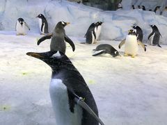 -芜湖新华联大白鲸海洋公园