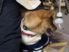 -艾贝尔宠物医院·狂犬免疫点(江山金象城店)
