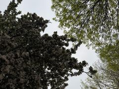 -桃花堤公园