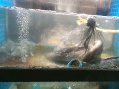 -码头鲜精致威海菜(欧乐坊店)