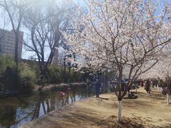 -桃花堤公园