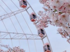 -顾村公园
