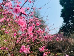 -南山植物园