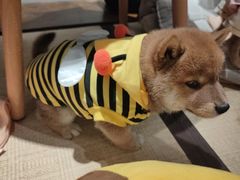 -逗柴咖啡屋·狗咖猫咖宠物桌游