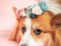 -伟伟宠物医院·CT影像中心·瑞派犬猫综合性门诊(汉口总院)