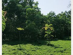 -南沙蒲洲花园