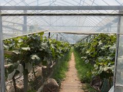 -马陆小张葡萄园农家乐