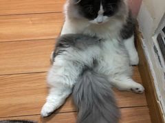 -李小姐の猫咖啡馆(五角场店)