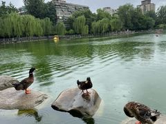 -莲湖公园