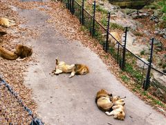 -大连森林动物园