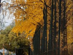 -三里屯东五街银杏大道