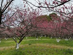 -上海海湾国家森林公园