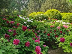 -莲花池公园