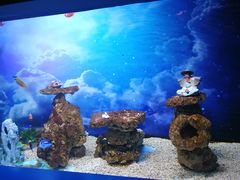 -芜湖新华联大白鲸海洋公园