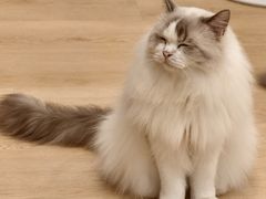 -有喵·猫咖·狗咖·30几只猫10只小狗(岗厦店)