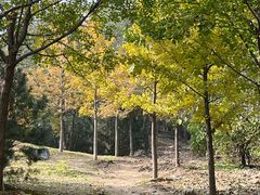 -阳台山自然风景区