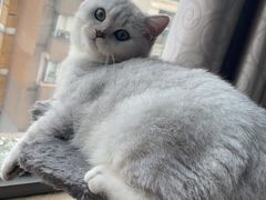 -欣宠猫屋·矮脚拿破仑·蓝金金渐层