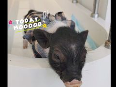 -怪兽屋·羊驼·猫咖·狗咖(俊华广场店)