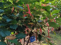 -中国科学院西双版纳热带植物园