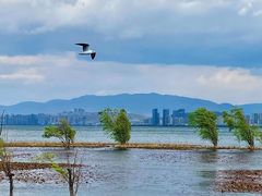 -洱海月湿地公园
