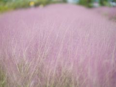 -白鹭湾湿地公园