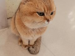 -共舞时光猫咖·狗咖(新街口店)