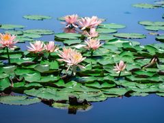 -白鹭湾湿地公园