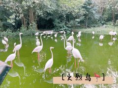 -广州动物园