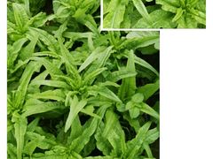 时令有机蔬菜及野菜-武汉世外桃源农庄