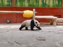 -杭州野生动物世界